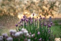 Purple onion flowers on bright green stems against the background of an iridescent sunset sky