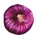 Purple onion watercolour