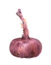 Purple onion from Yalta. Vegetable. Health. Harvest, Diet. Watercolor illustration.
