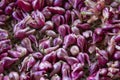 Purple  onions and red onions texture background Royalty Free Stock Photo