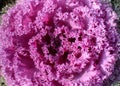 Purple Openwork Cabbage Flower close up Royalty Free Stock Photo