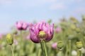 Purple opium poppy Royalty Free Stock Photo