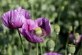 Purple opium poppy Royalty Free Stock Photo