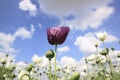 Purple opium poppy flower Royalty Free Stock Photo