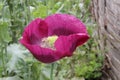 Purple Opium Poppy Royalty Free Stock Photo