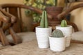 Purple opuntia, blue myrtle and stenocereus marginatus cactus in white ceramic pots