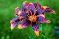 Purple and orange beautiful lily flower bloom Royalty Free Stock Photo