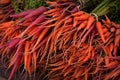 Purple and Orange Carrots