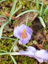 purple and orange crocus flower on single petals top view spring Royalty Free Stock Photo