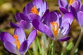 Purple-Orange crocus flowers in spring Royalty Free Stock Photo