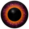 Purple and orange eye texture with black fringe Royalty Free Stock Photo