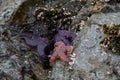 Purple and orange ochre sea stars found in a rocky crevice along the Gulf Islands