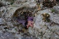 Purple and orange ochre sea stars found in a rocky crevice along the Gulf Islands