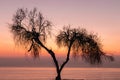 Purple Orange Red multicolored sunset with silhouetted tree in f