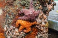 Purple and orange sea stars on a post in boat harbor Royalty Free Stock Photo