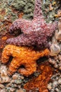 Purple and orange sea stars on a post in boat harbor Royalty Free Stock Photo