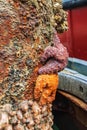 Purple and orange sea stars on a post in boat harbor Royalty Free Stock Photo