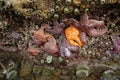 Purple and orange starfish Royalty Free Stock Photo