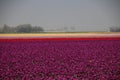 purple, orange, yellow and pink tulips in sunlight in rows in a