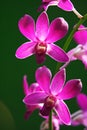 Purple Orchid Royalty Free Stock Photo