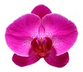 Purple orchid