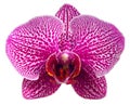 Purple orchid Royalty Free Stock Photo