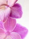 Purple orchid Royalty Free Stock Photo