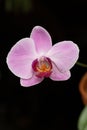 Purple Orchid Royalty Free Stock Photo