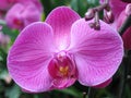Purple orchid Royalty Free Stock Photo
