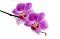 Purple orchid