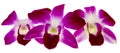 Purple orchid