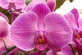 Purple orchid Royalty Free Stock Photo