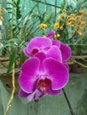 purple orchid Assam North East India