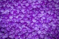 Purple orchid background, decoration flora wallpaper. Royalty Free Stock Photo