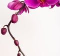 Orchid background