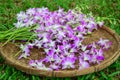 Purple orchid in the bamboo basket Royalty Free Stock Photo