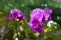 Purple orchid beautifiul flowers Royalty Free Stock Photo