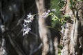 purple orchid on a big tree Royalty Free Stock Photo