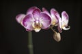 Purple Orchid on a Black Background Royalty Free Stock Photo