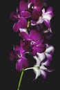 Purple orchid on black background Royalty Free Stock Photo