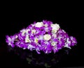 Purple orchid on black Royalty Free Stock Photo