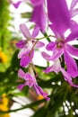 Purple orchid bloom beauty nature in garden bangkok Thailand 1 Royalty Free Stock Photo