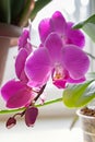 Purple orchid bloom flower.exotic houseplant blossom. decorative or ornament for design Royalty Free Stock Photo