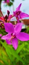 Purple Orchid Blooming