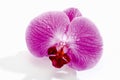 Purple orchid blossom with water drops Royalty Free Stock Photo