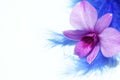 Purple orchid and blue Royalty Free Stock Photo