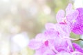 Purple orchid with bokeh