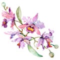 Purple orchid bouquet floral botanical flowers. Watercolor background set. Isolated orchids illustration element. Royalty Free Stock Photo