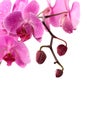 Purple orchid branch isolated on white