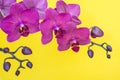Purple orchid branche on yellow background with copy space